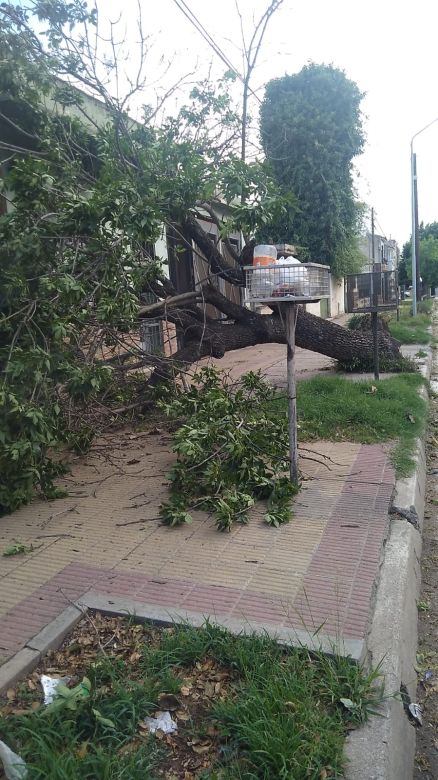 La tormenta que pasó por la ciudad afectó con intensidad a barrio Alberdi