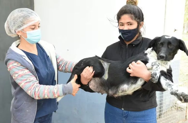 En Río Cuarto este año se han castrado y vacunado alrededor de 10.000 perros y gatos 