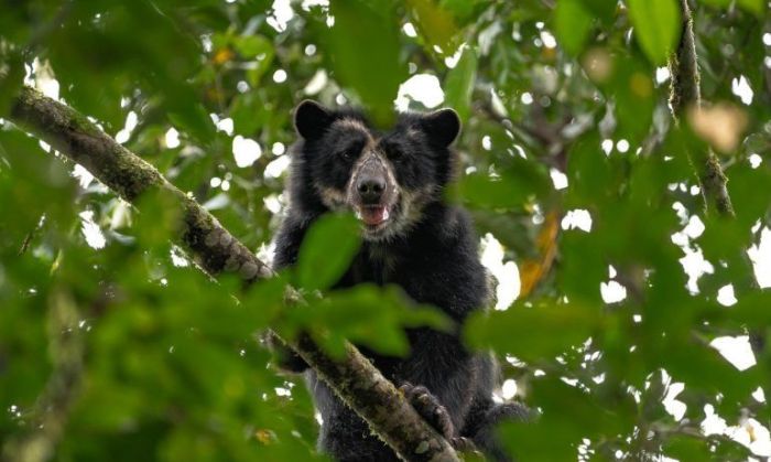 El oso andino en Ecuador