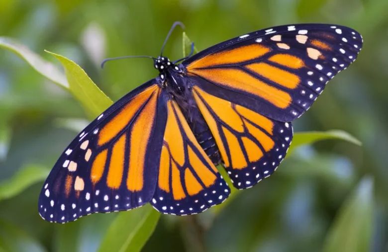 Los desafíos que enfrenta la impresionante ruta de la mariposa monarca 