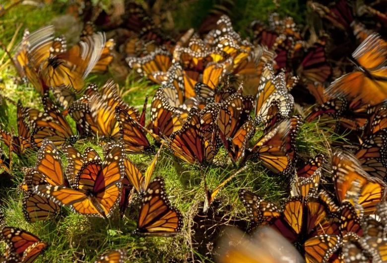 Los desafíos que enfrenta la impresionante ruta de la mariposa monarca 