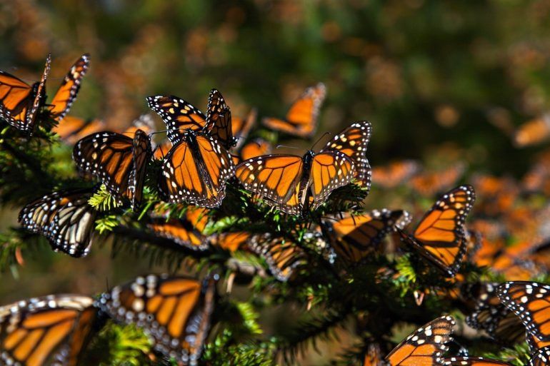 La desafiante ruta de la mariposa monarca