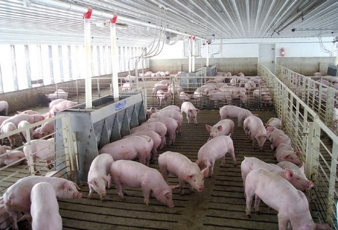 "El 2023 fue un buen año para el sector porcino y el consumo interno es la preocupación para el 2024"