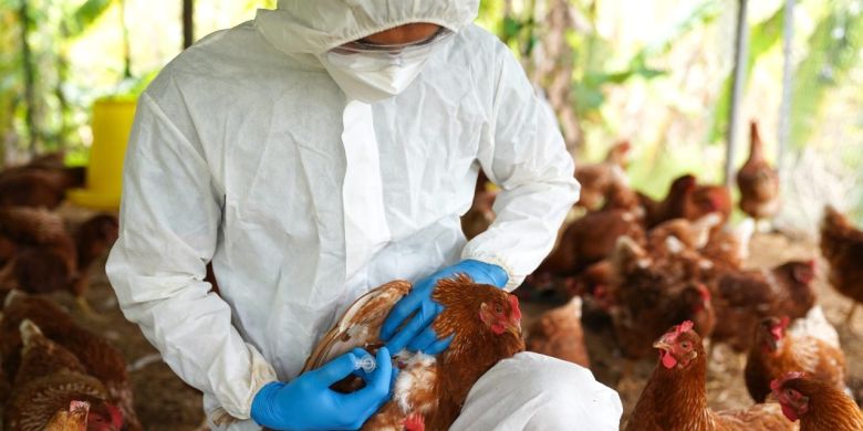 SENASA recomienda tomar medidas de bioseguridad para evitar la influenza Aviar 
