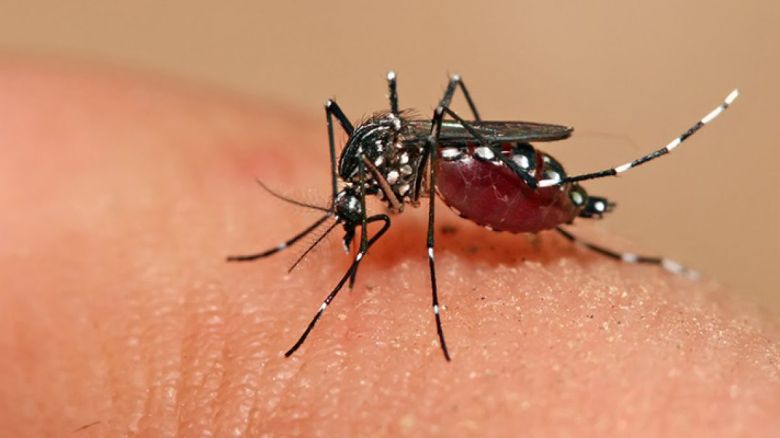 Córdoba: confirmaron 133 nuevos casos de dengue en la última semana
