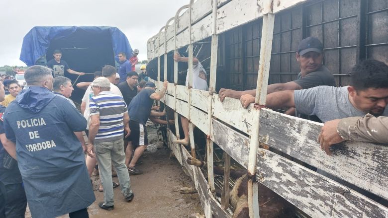 Impacto sanitario y ético tras el accidente con transporte de carne en Río Cuarto