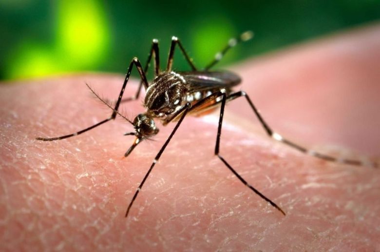 Esta semana se detectó el primer caso de dengue del año: es un paciente de 26 años