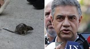 Insólito momento en el desalojo en Retiro: una rata causó pánico en una conferencia de Jorge Macri
