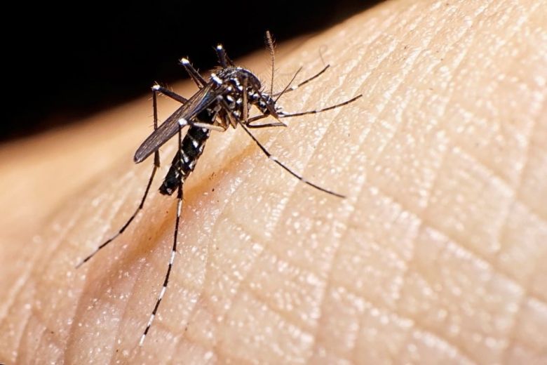 Dengue en Río Cuarto: 12 casos confirmados y 22 en estudio