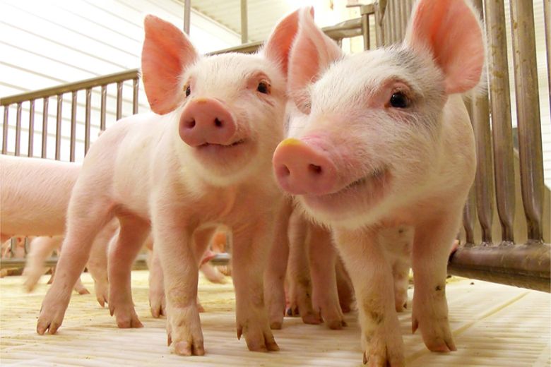 Producción porcina: ¿por qué importar algo que producimos?