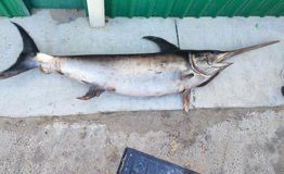 Increíble: hallaron en Chubut un pez espada de casi 300 kilos