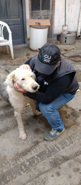 Fallo Histórico: Primera condena por crueldad animal en la Ciudad de Buenos Aires 