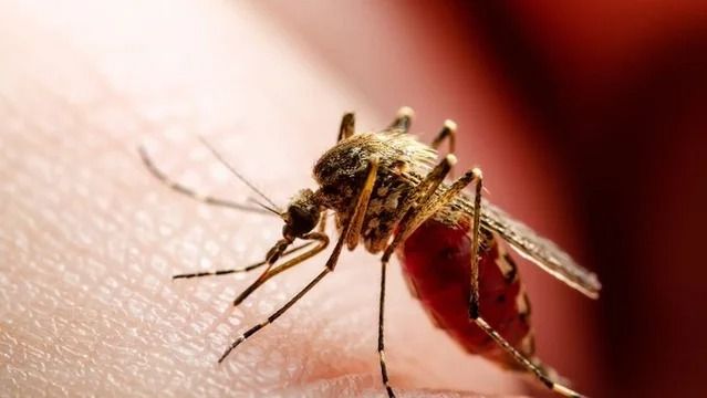 Desaceleran los contagios: se acumulan más de 420.000 casos de dengue en lo que va de 2024