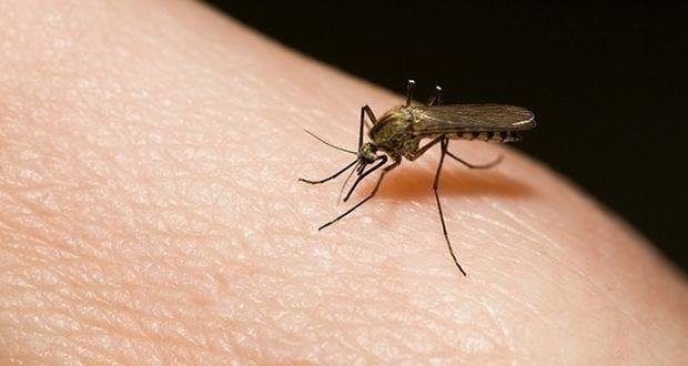 "La última invasión de mosquitos pertenece a la especie de mosquitos comunes"
