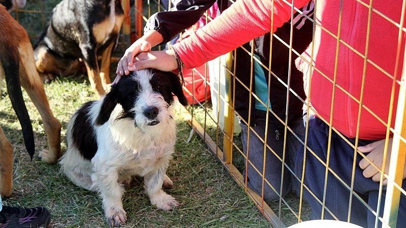 El domingo vuelve la Feria de Adopciones de perros y gatos | LV16.com