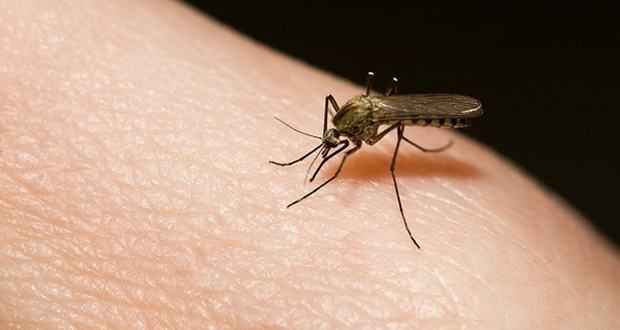En barrio Ciudad Nueva hay menos mosquitos del dengue que en el centro de Río Cuarto