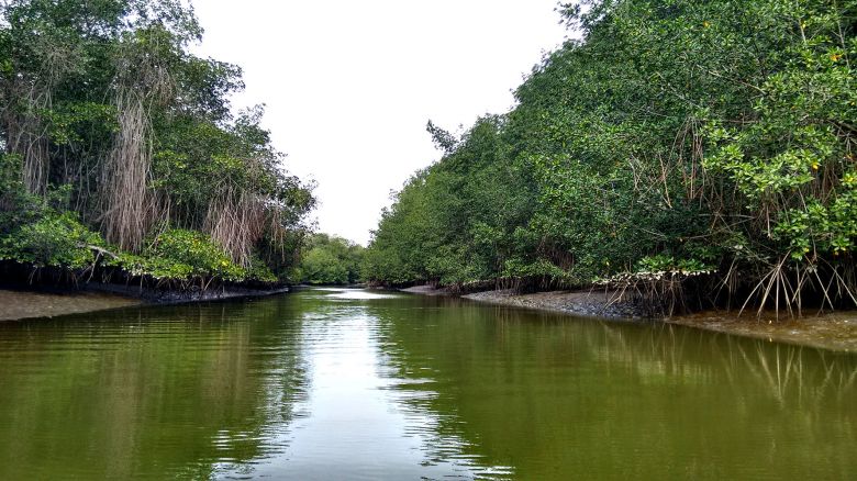 Cinco razones para cuidar los manglares