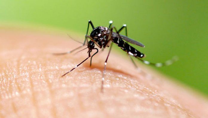 Confirman dos casos de dengue en Jesús María y hay otro en estudio