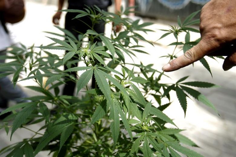 “El menú de drogas se amplía y la tolerancia social a la marihuana cada vez es más alta”