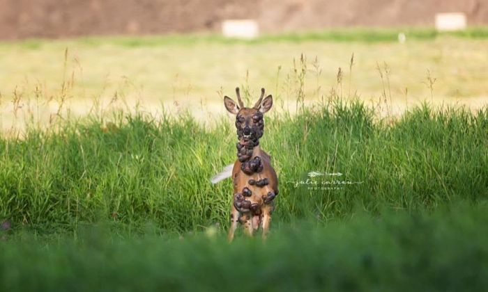 Una fotógrafa captó la estremecedora imagen de un ciervo lleno de tumores