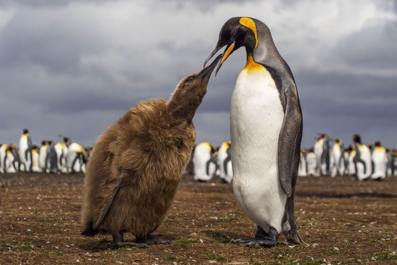 Encuentro de pingüinos