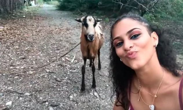 Intentó hacer una selfie con una cabra pero salió mal