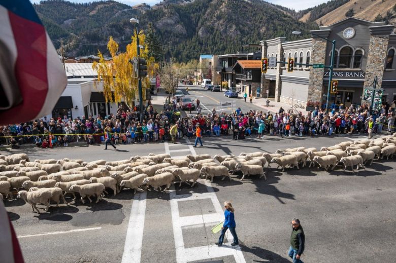 El desfile de las ovejas 
