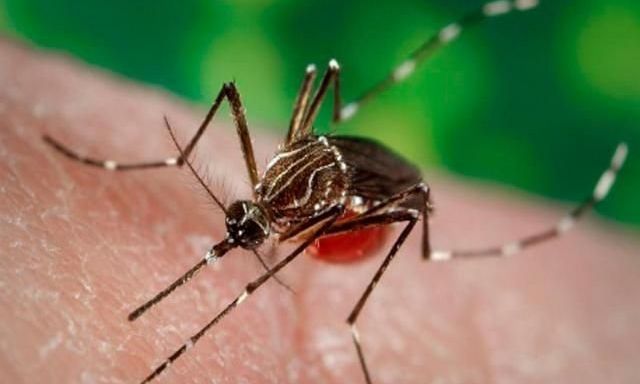 Dengue: se espera un fuerte aumento de casos en Córdoba