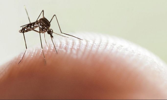 Dengue: un insecticida mata a las larvas del mosquito  aedes aegypti