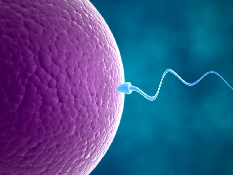 Los tratamientos de fertilidad, en pausa por el coronavirus en Argentina: no se hacen inseminaciones ni transferencias de embriones