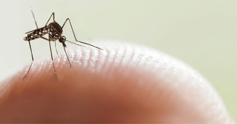 Córdoba registró 1345 casos de dengue, un aumento de 400 en una semana