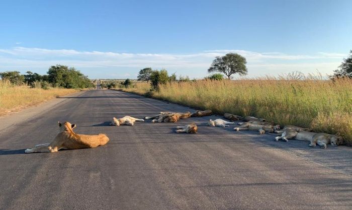 Sudáfrica: la postal de los leones descansando en la ruta, libre de safaris