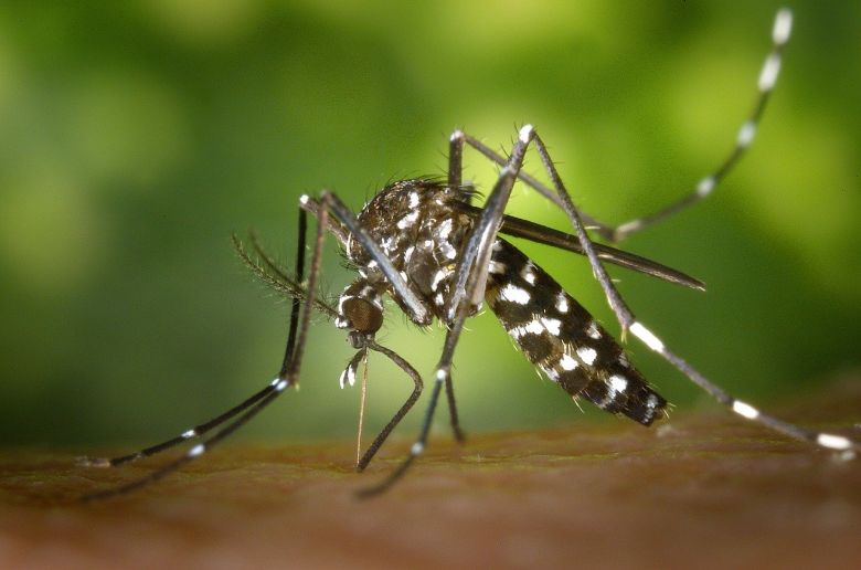 Continúan en aumento los casos de dengue en la provincia