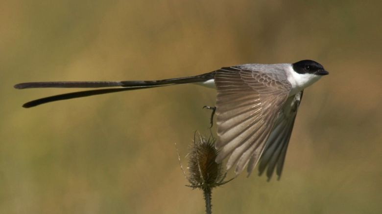 Día mundial de las aves migratorias: conocé sus riesgos