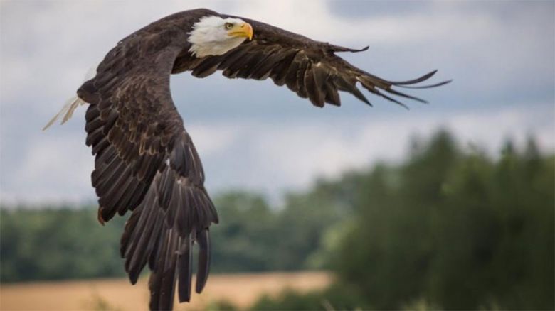 Cuarentena: se vio un águila de cola blanca por primera vez en 240 años