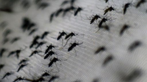 Con 167 nuevos casos de dengue en Tucumán, ya suman más de 3.600