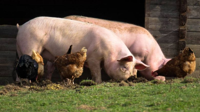 Faenaron 14 cerdos de un campo de Rodeo Viejo, tras un caso de triquinosis en una familia de Río Cuarto