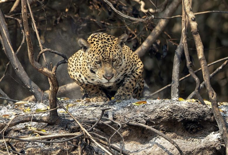 Al rescate del jaguar