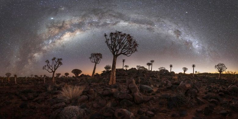 Quivertree Forest Under The Stars