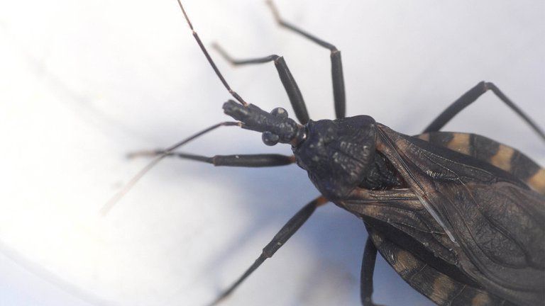 Chagas: una enfermedad silenciosa que crece y cuyos datos son preocupantes en Argentina