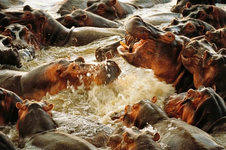 Hipopótamos en el río Luangwa