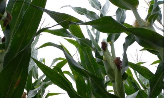 Primeras estimaciones de rindes de maíz en la zona de Río Cuarto: hay buenas y no tan buenas noticias