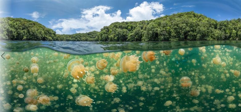 El lago de las medusas