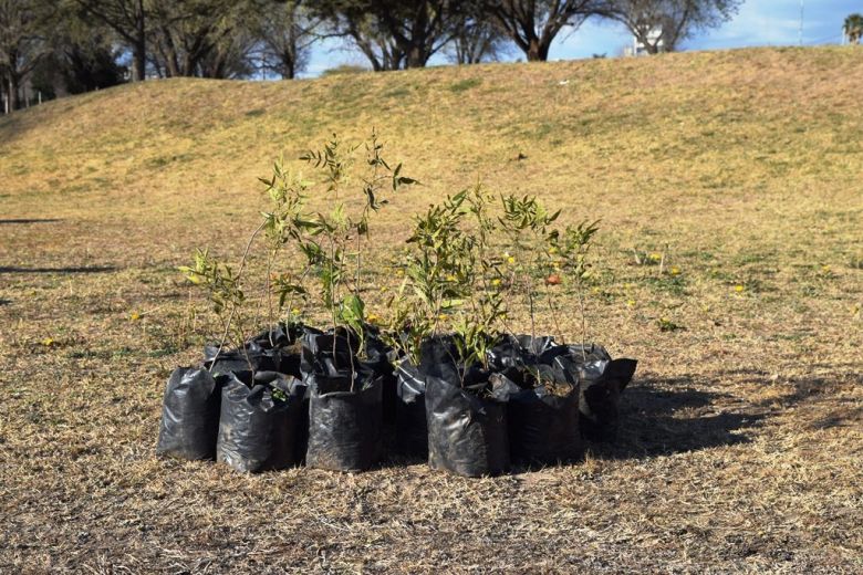  250 voluntarios plantarán mil árboles en la costanera sur del río