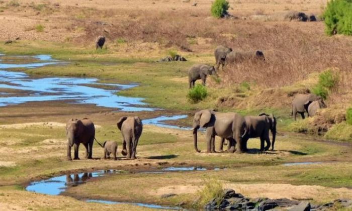Un cazador furtivo quiso escapar de un parque y murió aplastado por una estampida de elefantes
