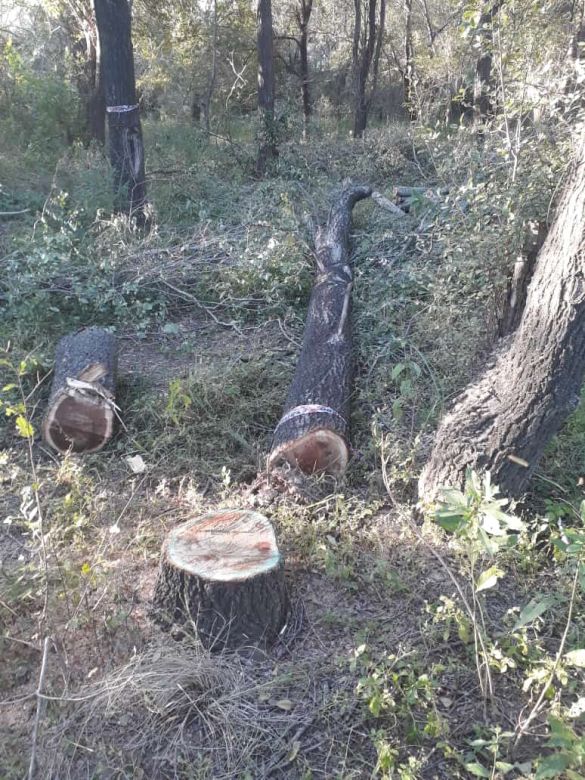  Malestar de vecinos por tala de árboles y captura de fauna autóctona en la reserva Chocancharava