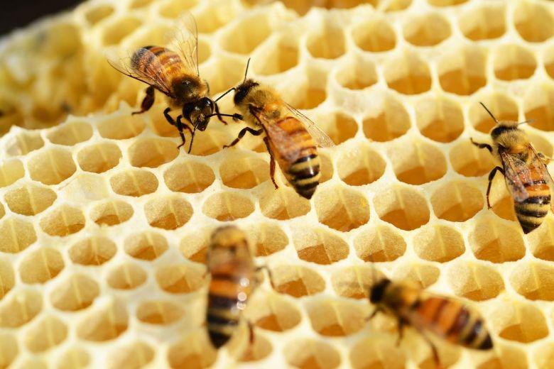 Según apicultores, Río Cuarto producía entre 60 y 100 kilos de miel por colmena y el promedio bajó a 25 kilos