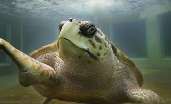 Cierran el histórico acuario de Mendoza y preocupa el futuro del tortugo Jorge