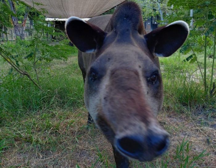 Llegó Gregorio, el tapir, al Parque Ecológico