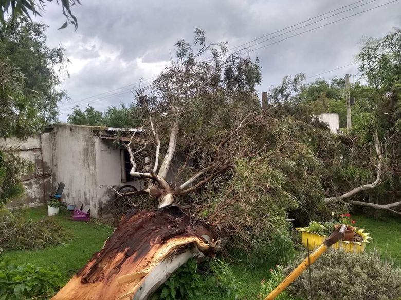 Nicolás Bruzzone: una tormenta en la madrugada causó importantes destrozos